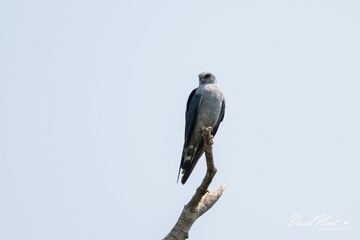DPPhotography - Pantanal - Plumbeous kite - D.jpg - Plumbeous kite - Pantanal, Brazil