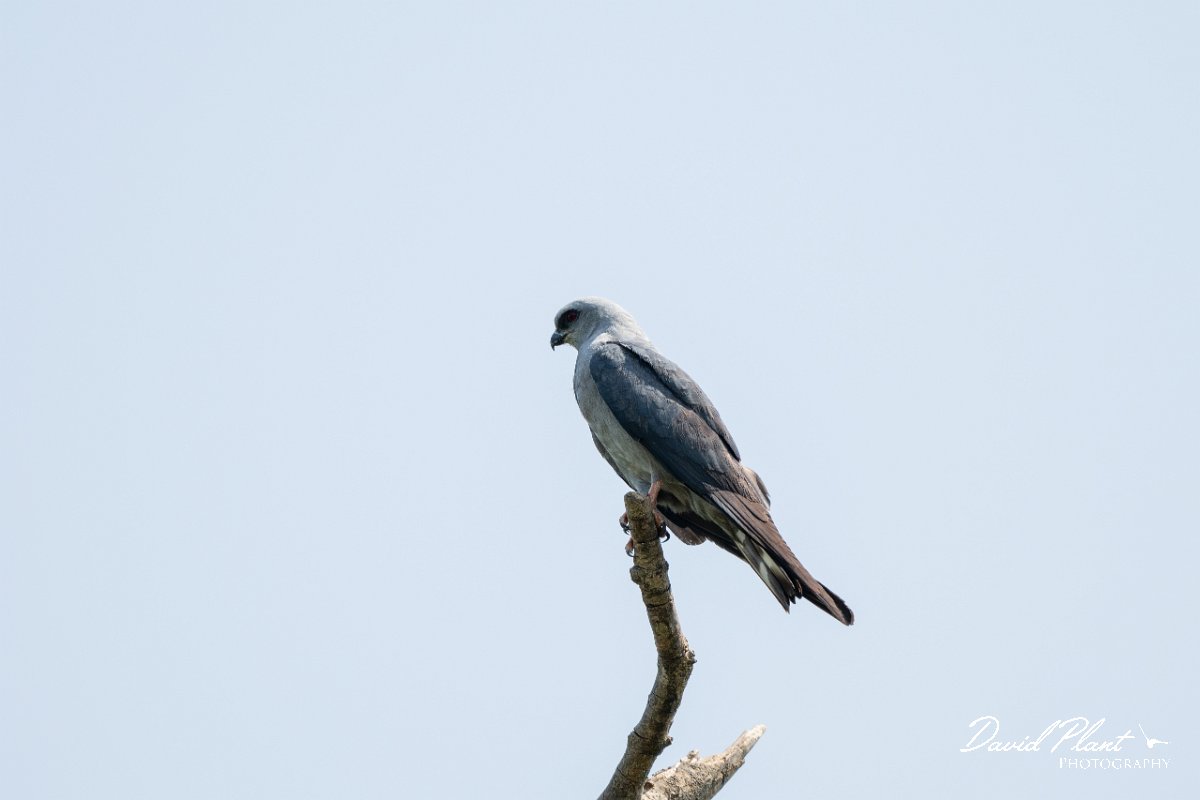 DPPhotography - Pantanal - Plumbeous kite - E.jpg - Plumbeous kite - Pantanal, Brazil