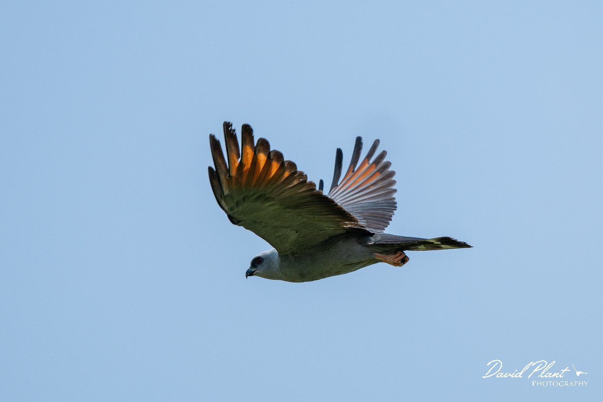 DPPhotography - Pantanal - Plumbeous kite - G.jpg - Plumbeous kite - Pantanal, Brazil