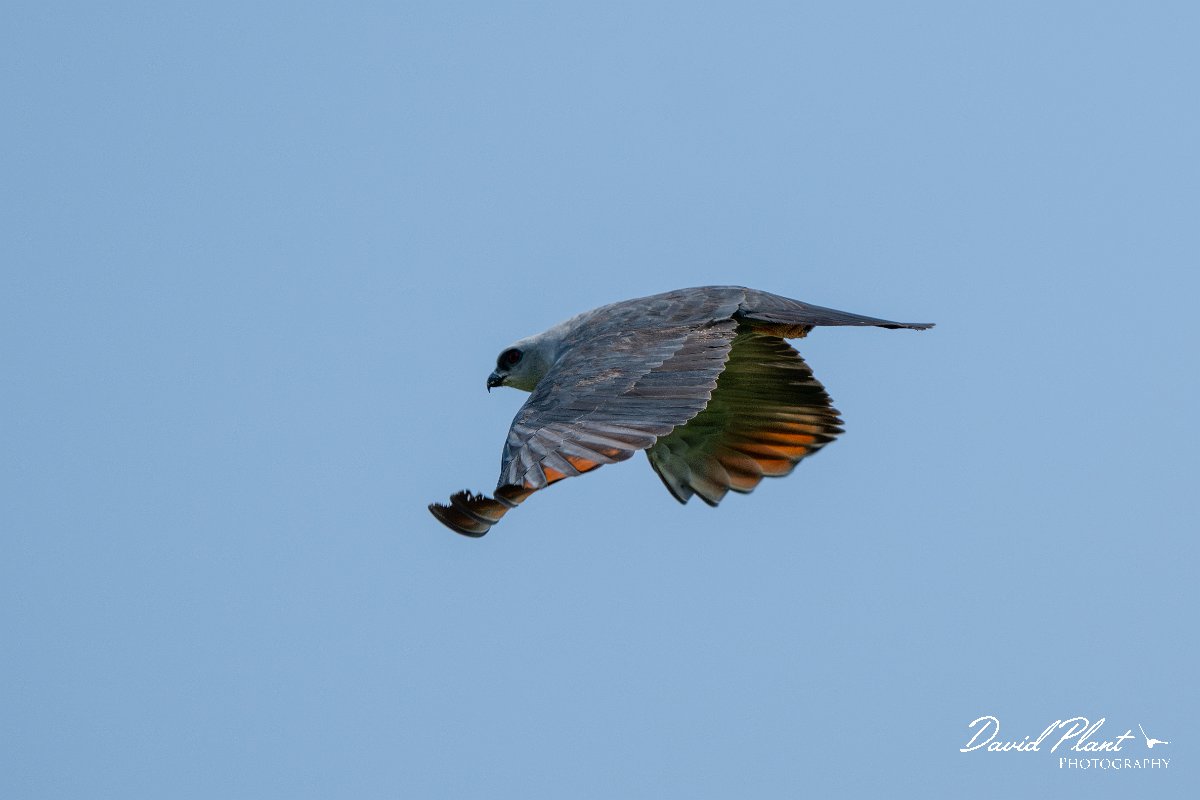 DPPhotography - Pantanal - Plumbeous kite - H.jpg - Plumbeous kite - Pantanal, Brazil