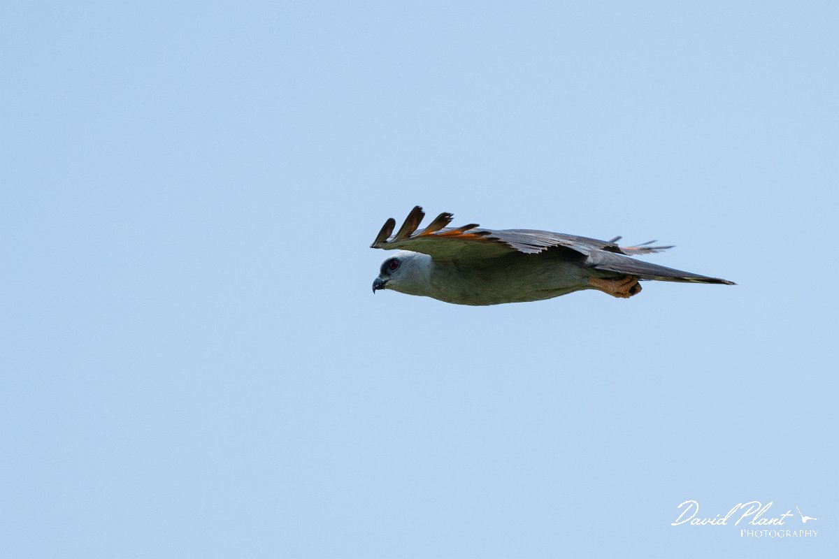 DPPhotography - Pantanal - Plumbeous kite - I.jpg - Plumbeous kite - Pantanal, Brazil