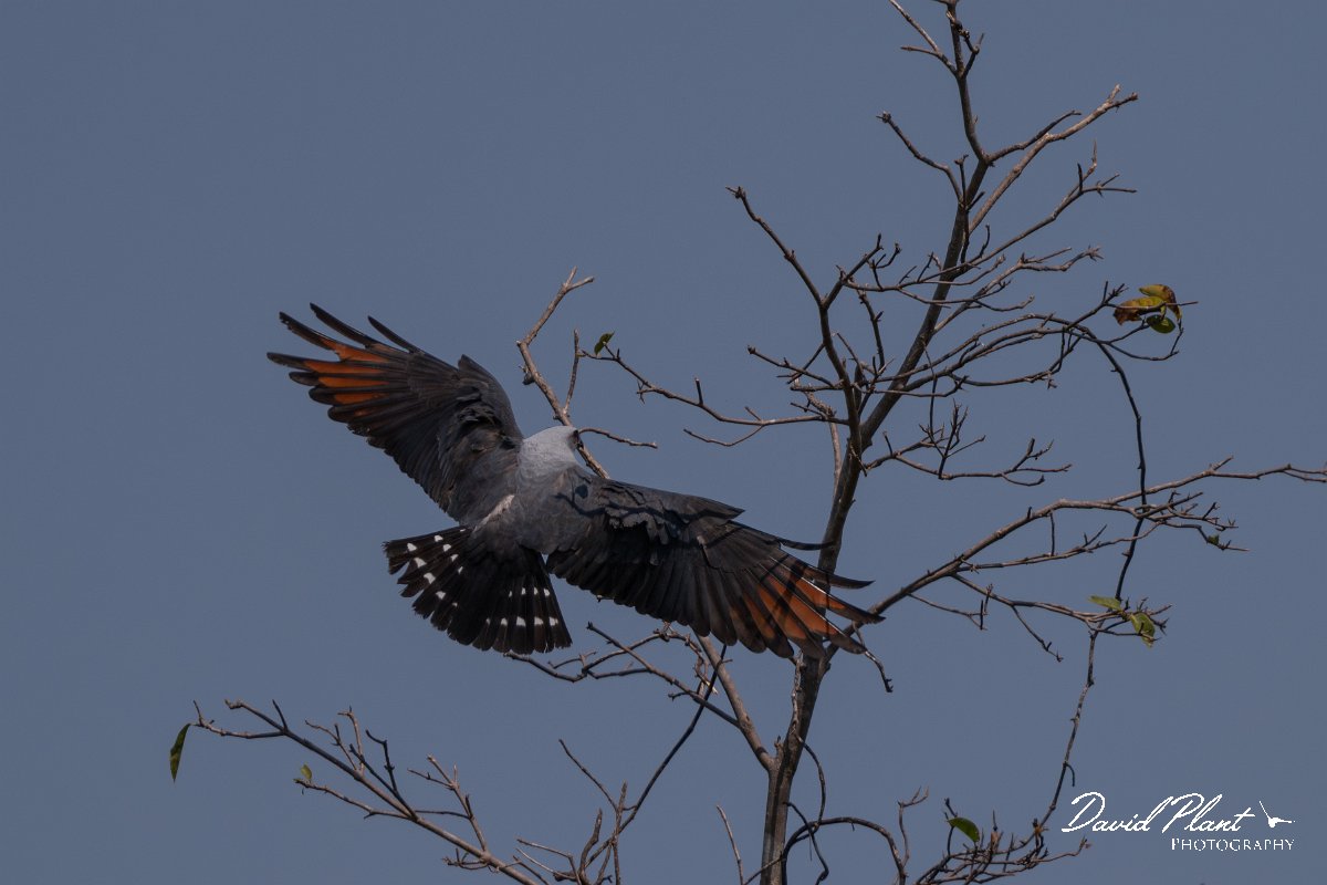 DPPhotography - Pantanal - Plumbeous kite - J.jpg - Plumbeous kite - Pantanal, Brazil
