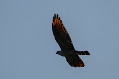 DPPhotography - Pantanal - Plumbeous kite - B