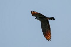 DPPhotography - Pantanal - Plumbeous kite - C