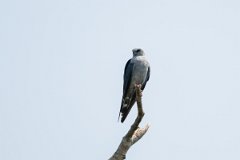 DPPhotography - Pantanal - Plumbeous kite - D