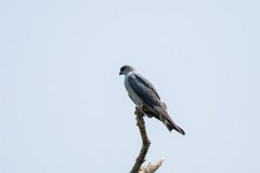 DPPhotography - Pantanal - Plumbeous kite - E
