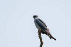 DPPhotography - Pantanal - Plumbeous kite - F