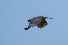 DPPhotography - Pantanal - Plumbeous kite - H