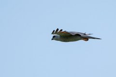 DPPhotography - Pantanal - Plumbeous kite - I