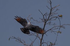 DPPhotography - Pantanal - Plumbeous kite - J
