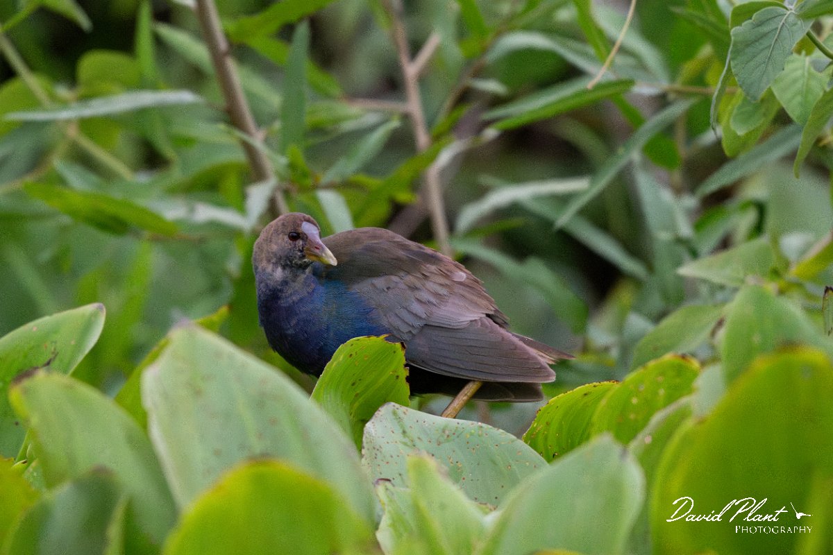 DPPhotography - Pantanal - Purple gallinule - A.jpg - Purple gallinule - Rio Sararé, Pantanal, Brazil