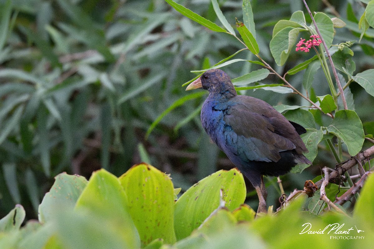 DPPhotography - Pantanal - Purple gallinule - C.jpg - Purple gallinule - Rio Sararé, Pantanal, Brazil