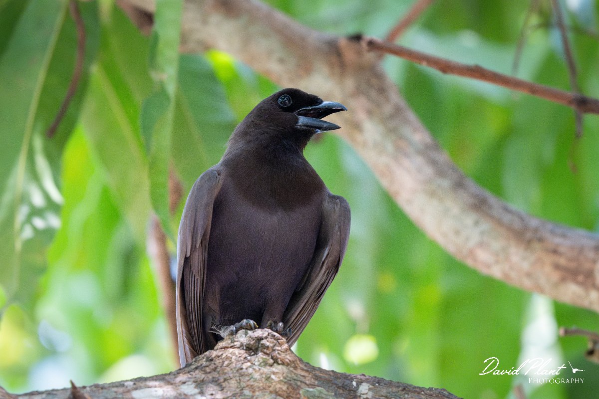 DPPhotography - Pantanal - Purplish jay - A.jpg - Purplish jay - Rio Sararé, Pantanal, Brazil