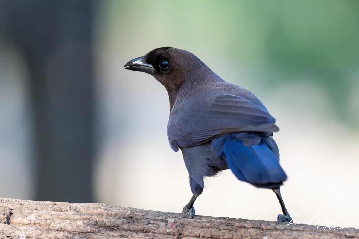 DPPhotography - Pantanal - Purplish jay - B.jpg - Purplish jay - Rio Sararé, Pantanal, Brazil
