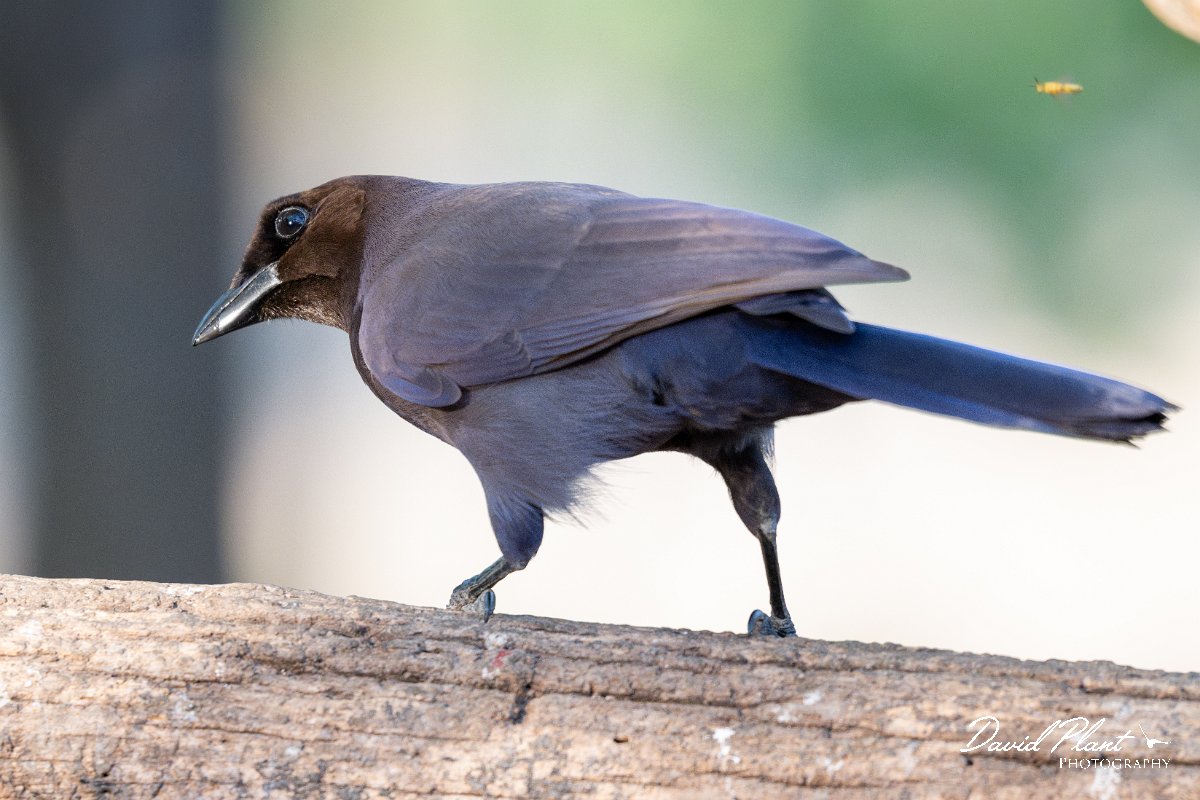 DPPhotography - Pantanal - Purplish jay - C.jpg - Purplish jay - Rio Sararé, Pantanal, Brazil