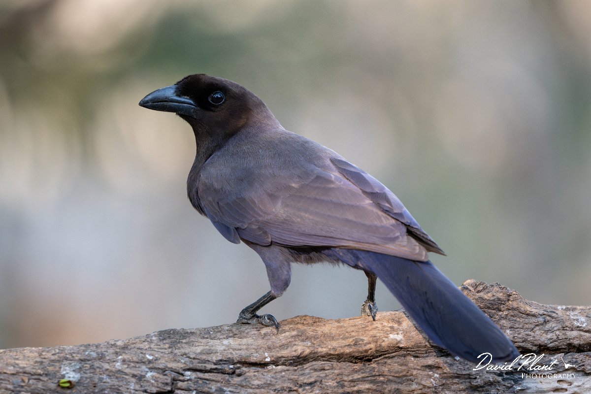 DPPhotography - Pantanal - Purplish jay - E.jpg - Purplish jay - Rio Sararé, Pantanal, Brazil
