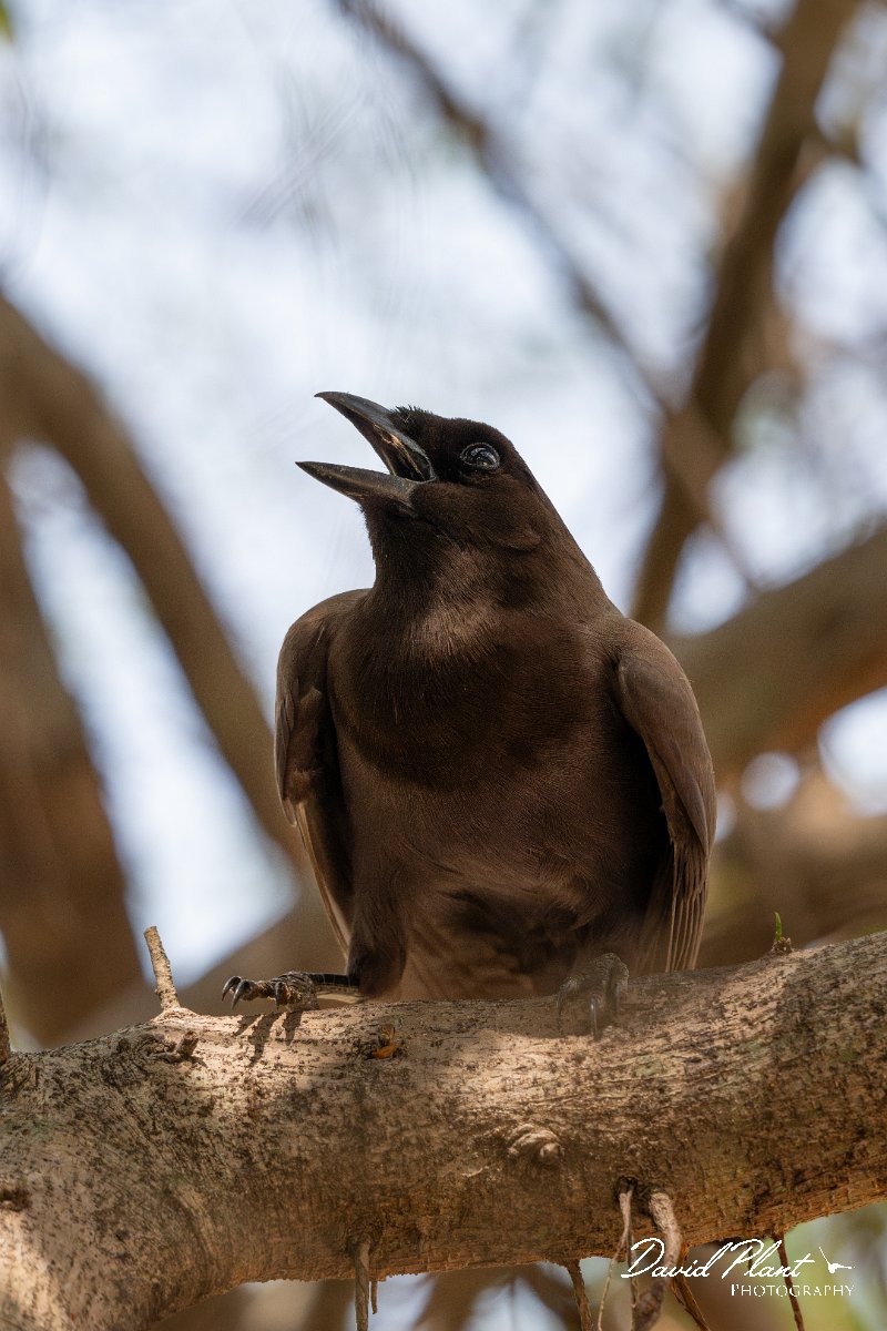 DPPhotography - Pantanal - Purplish jay - F.jpg - Purplish jay - Rio Sararé, Pantanal, Brazil