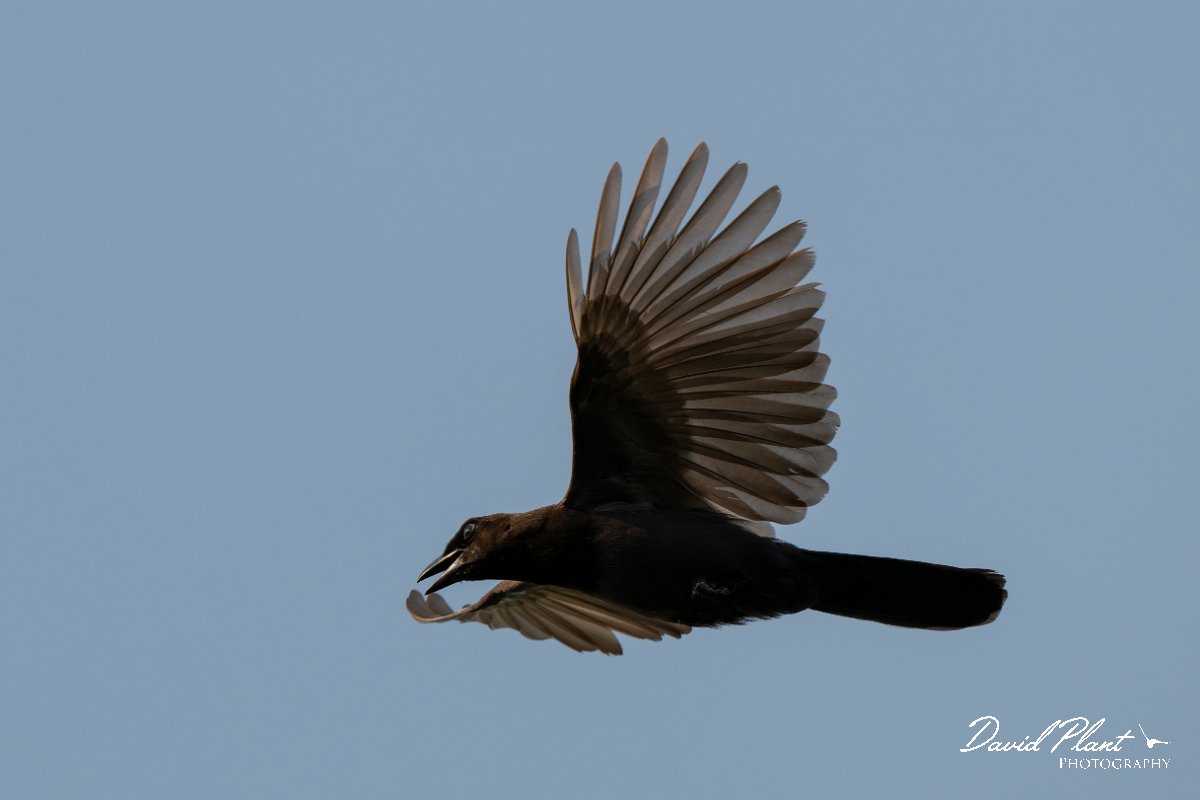 DPPhotography - Pantanal - Purplish jay - J.jpg - Purplish jay - Rio Sararé, Pantanal, Brazil