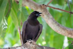 DPPhotography - Pantanal - Purplish jay - A