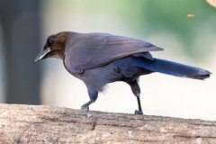 DPPhotography - Pantanal - Purplish jay - C