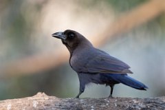 DPPhotography - Pantanal - Purplish jay - D