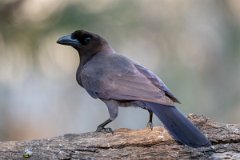DPPhotography - Pantanal - Purplish jay - E