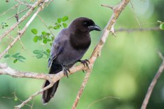 DPPhotography - Pantanal - Purplish jay - G