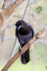 DPPhotography - Pantanal - Purplish jay - H