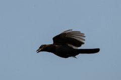 DPPhotography - Pantanal - Purplish jay - I