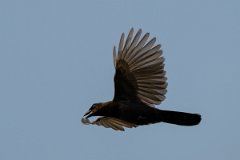 DPPhotography - Pantanal - Purplish jay - J