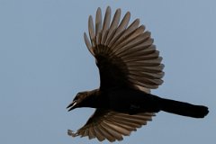 DPPhotography - Pantanal - Purplish jay - K