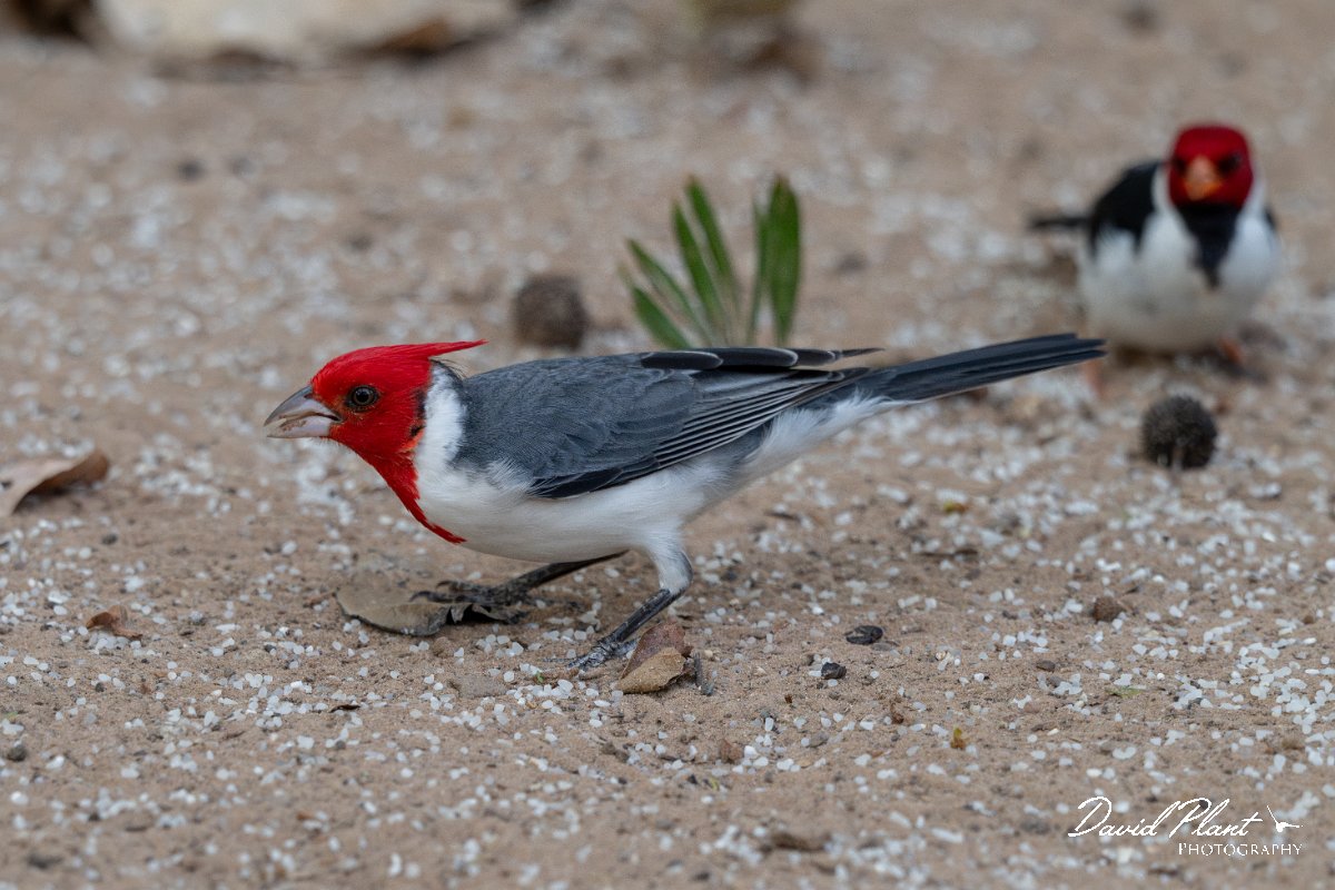 DPPhotography - Pantanal - Red-crested cardinal - A.jpg - Red-crested cardinal - Pantanal, Brazil