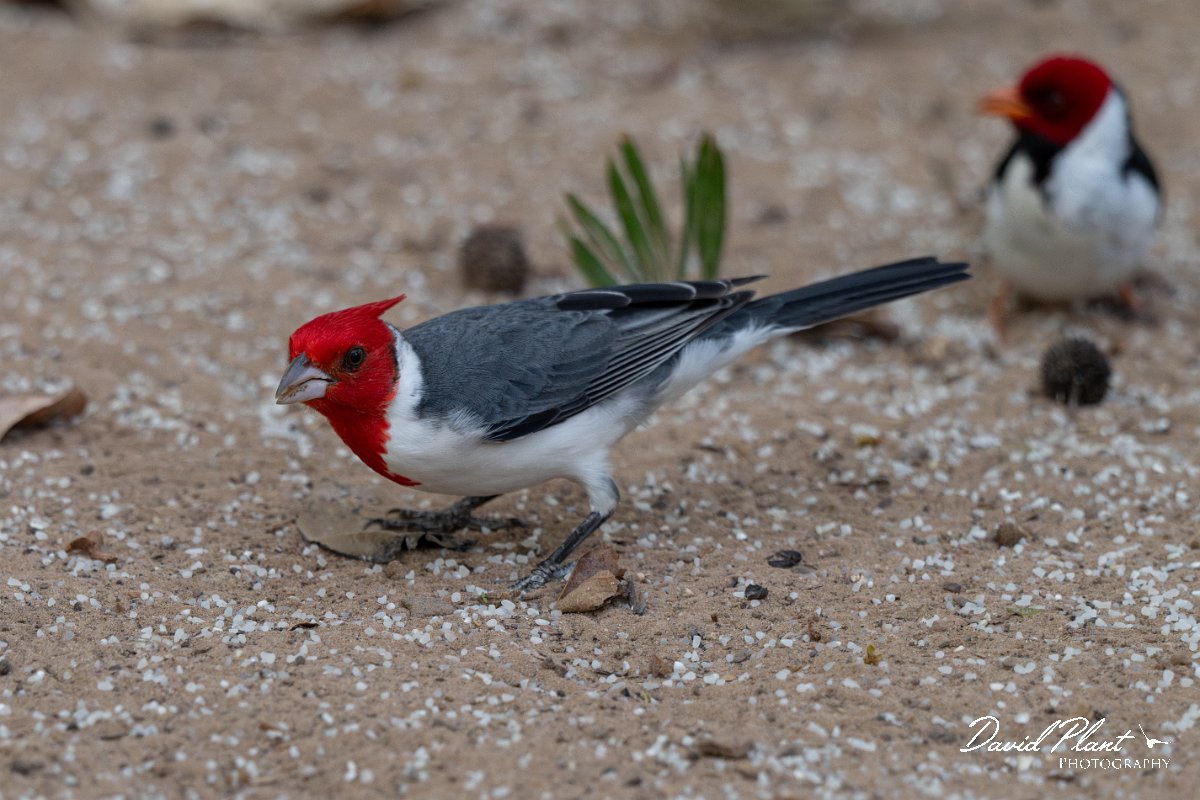 DPPhotography - Pantanal - Red-crested cardinal - B.jpg - Red-crested cardinal - Pantanal, Brazil