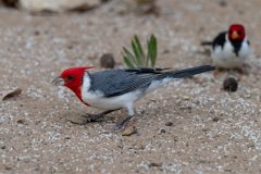 DPPhotography - Pantanal - Red-crested cardinal - A