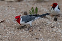DPPhotography - Pantanal - Red-crested cardinal - B