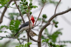 DPPhotography - Pantanal - Red-crested cardinal - C