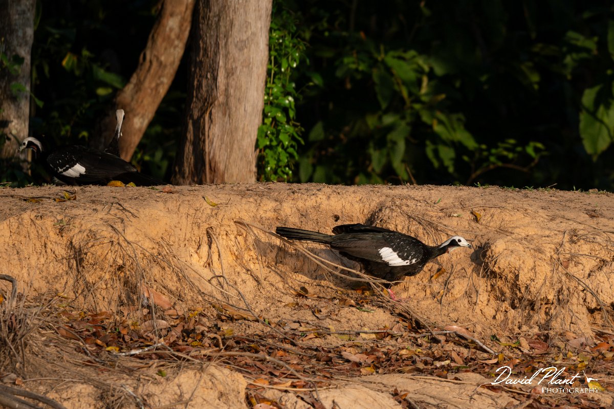 DPPhotography - Pantanal - Red-throated piping guan - A.jpg - Red-throated piping-guan - Rio Piquiri, Pantanal, Brazil