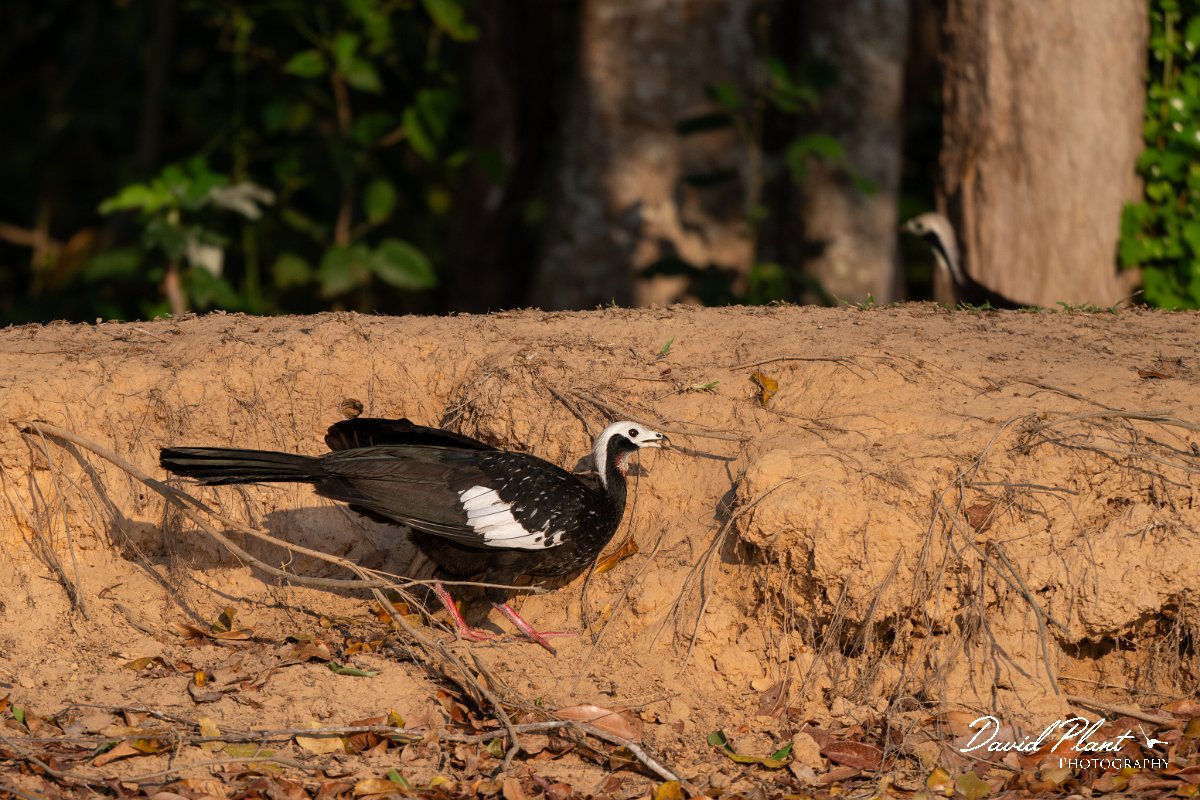 DPPhotography - Pantanal - Red-throated piping guan - B.jpg - Red-throated piping-guan - Rio Piquiri, Pantanal, Brazil