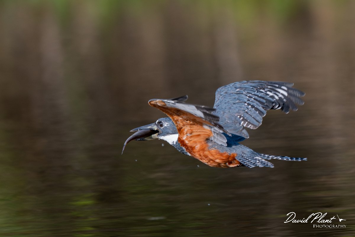 DPPhotography - Pantanal - Ringed kingfisher - AA.jpg - Ringed kingfisher - Rio Sararé, Pantanal, Brazil