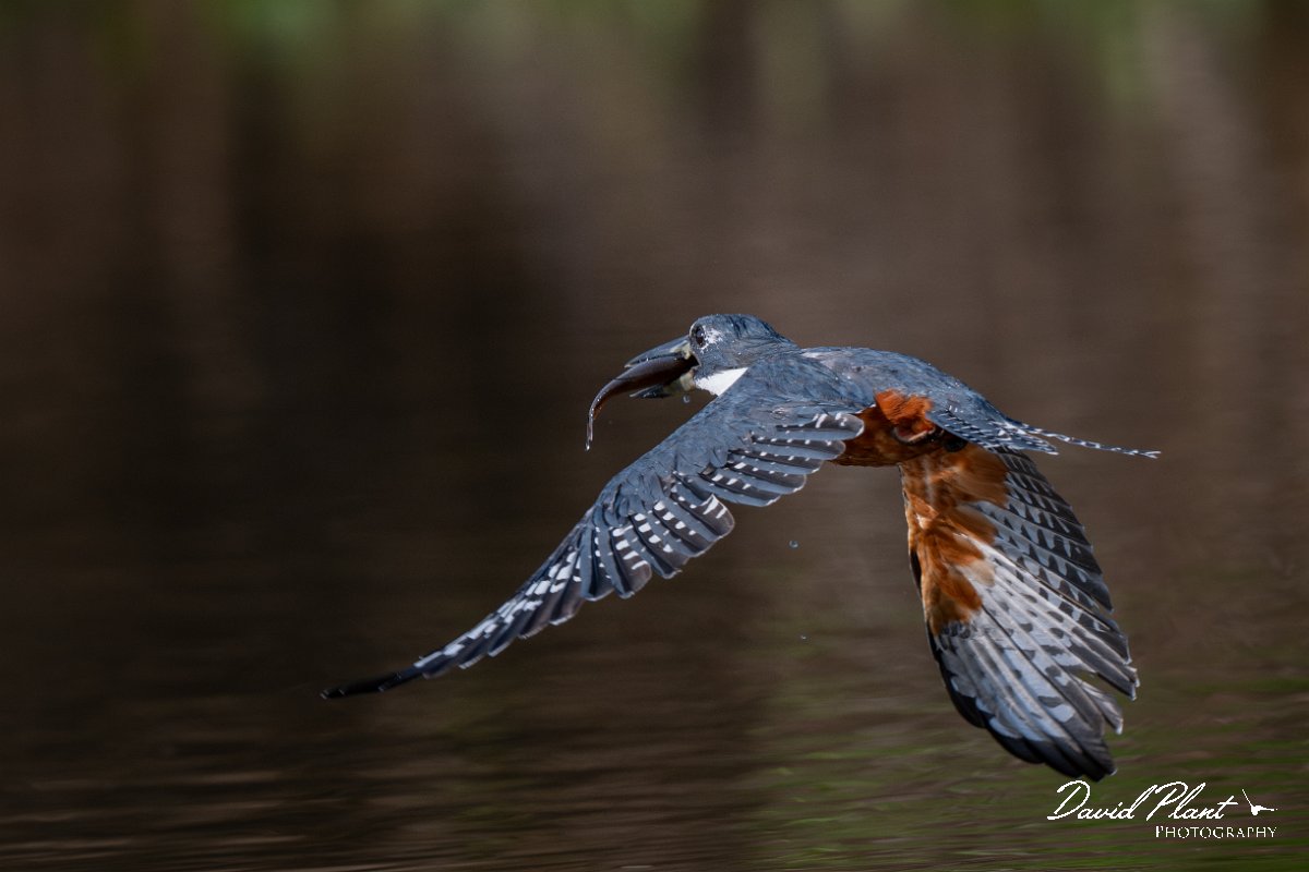 DPPhotography - Pantanal - Ringed kingfisher - AB.jpg - Ringed kingfisher - Rio Sararé, Pantanal, Brazil