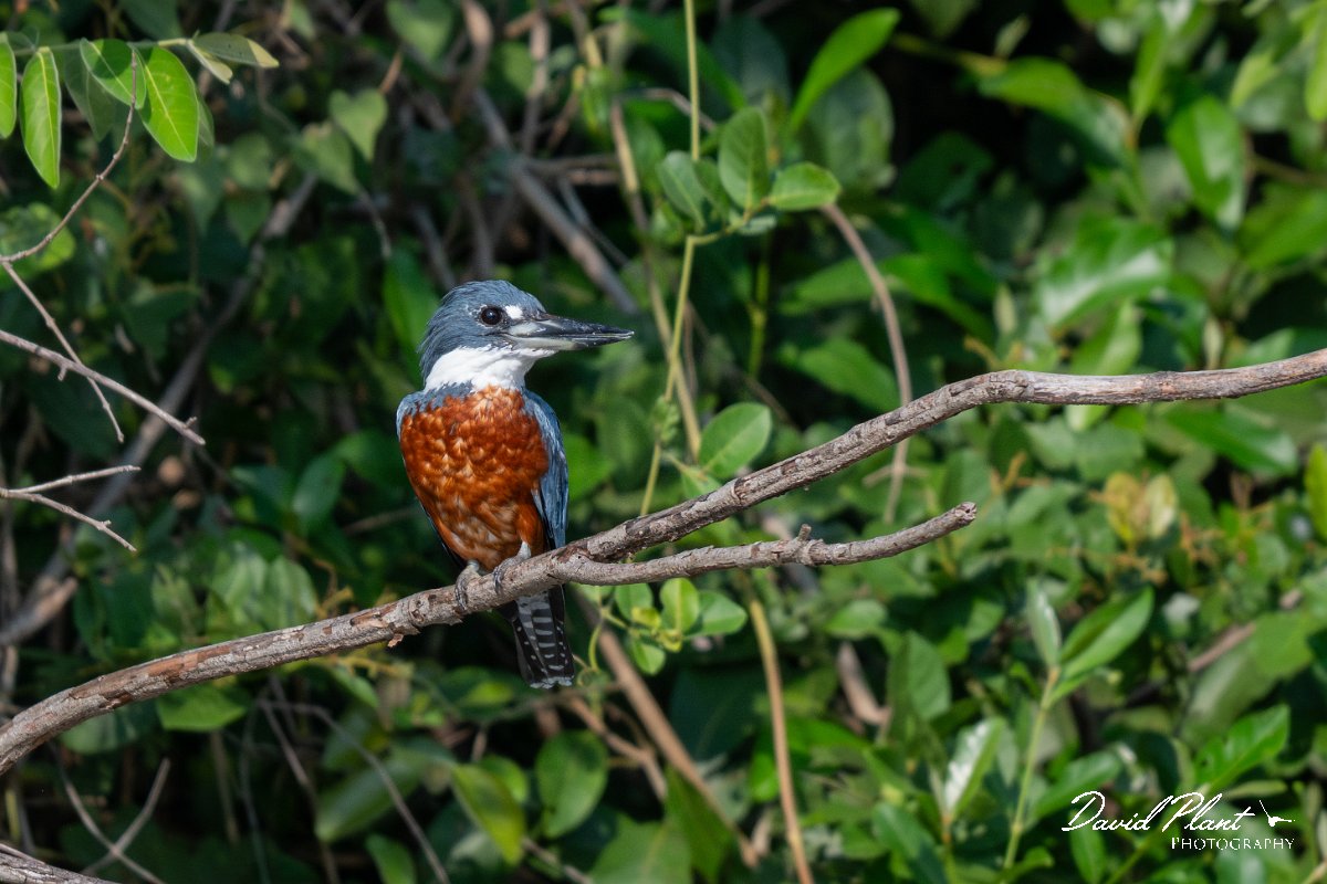 DPPhotography - Pantanal - Ringed kingfisher - AC.jpg - Ringed kingfisher - Rio Sararé, Pantanal, Brazil