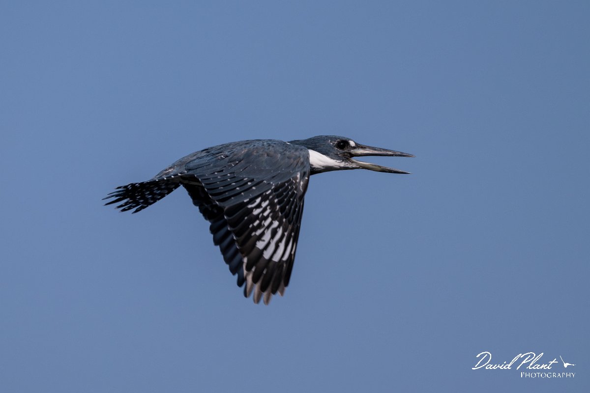 DPPhotography - Pantanal - Ringed kingfisher - AD.jpg - Ringed kingfisher - Rio Sararé, Pantanal, Brazil