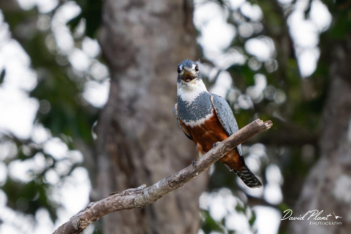 DPPhotography - Pantanal - Ringed kingfisher - AG.jpg - Ringed kingfisher - Rio Sararé, Pantanal, Brazil