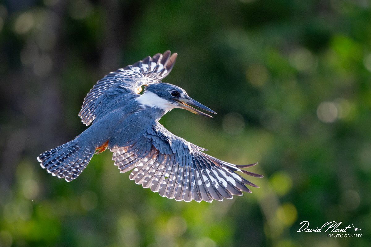 DPPhotography - Pantanal - Ringed kingfisher - AH.jpg - Ringed kingfisher - Rio Sararé, Pantanal, Brazil