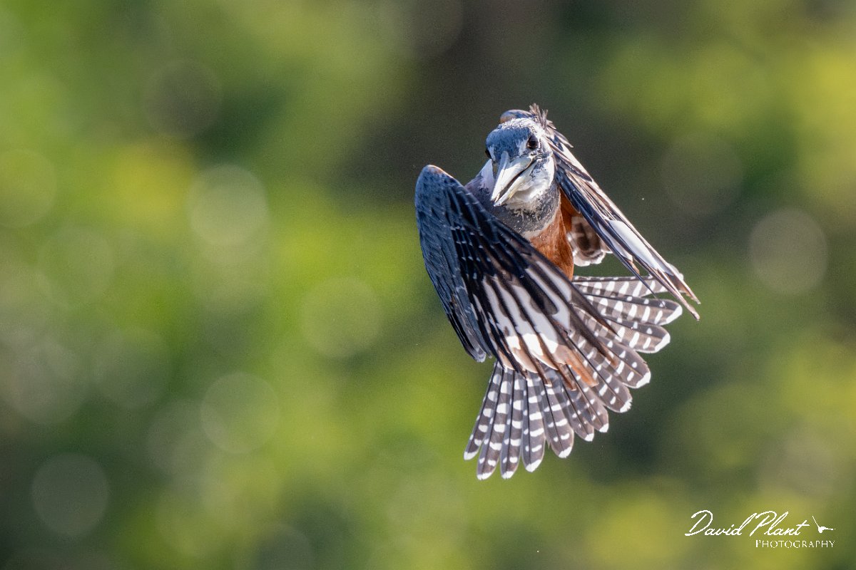 DPPhotography - Pantanal - Ringed kingfisher - AI.jpg - Ringed kingfisher - Rio Sararé, Pantanal, Brazil