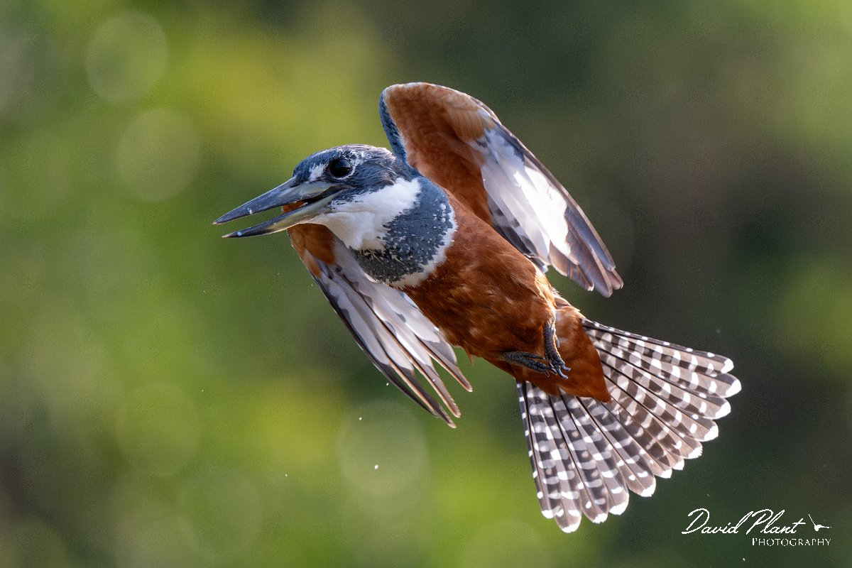 DPPhotography - Pantanal - Ringed kingfisher - AJ.jpg - Ringed kingfisher - Rio Sararé, Pantanal, Brazil