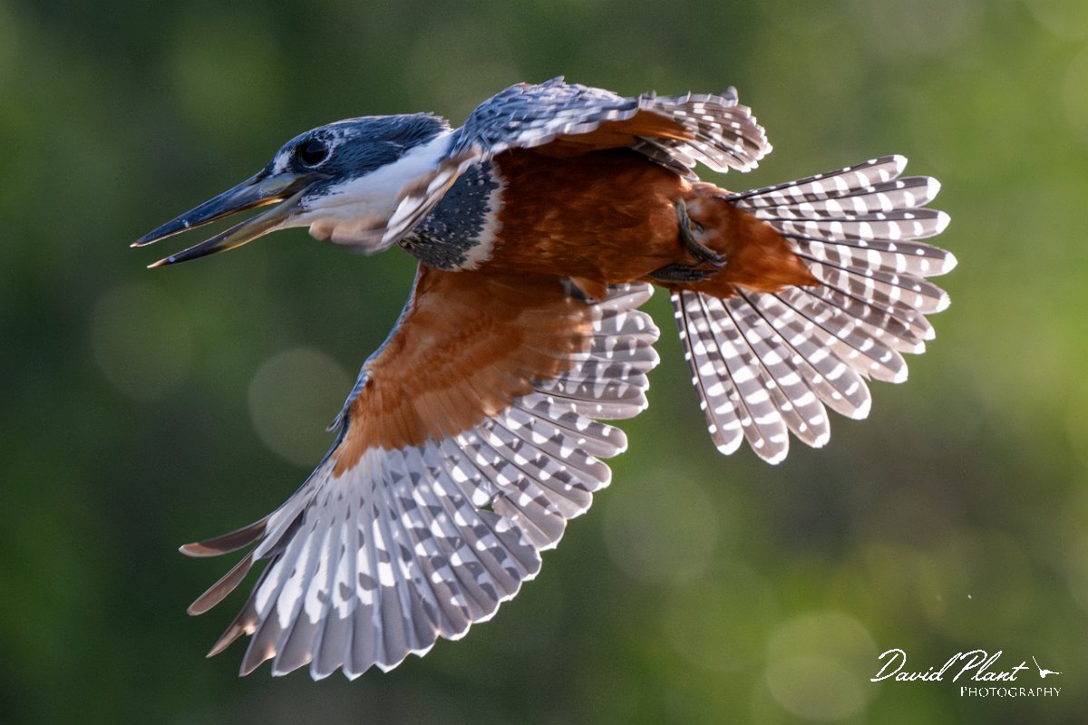 DPPhotography - Pantanal - Ringed kingfisher - AL.jpg - Ringed kingfisher - Rio Sararé, Pantanal, Brazil