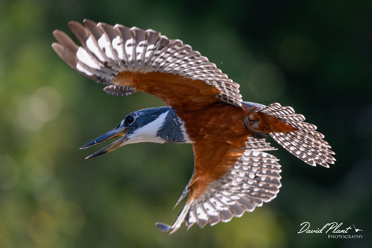 DPPhotography - Pantanal - Ringed kingfisher - AM.jpg - Ringed kingfisher - Rio Sararé, Pantanal, Brazil