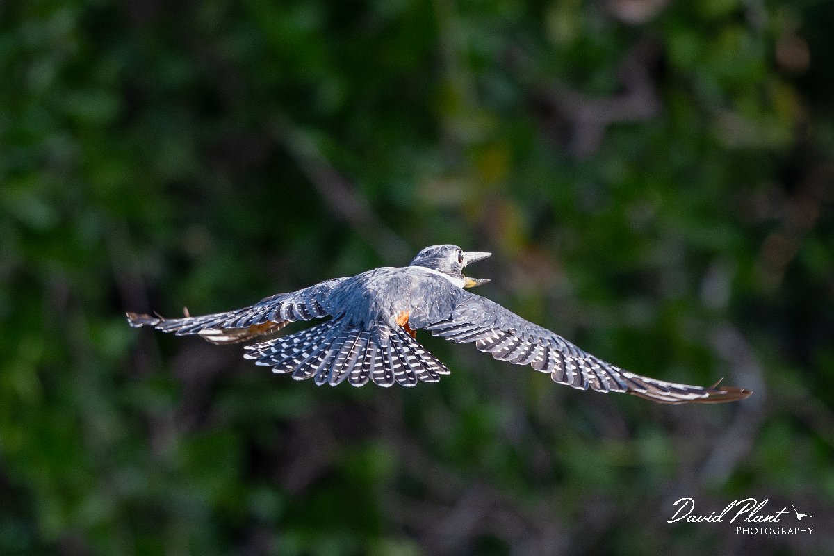 DPPhotography - Pantanal - Ringed kingfisher - AN.jpg - Ringed kingfisher - Rio Sararé, Pantanal, Brazil