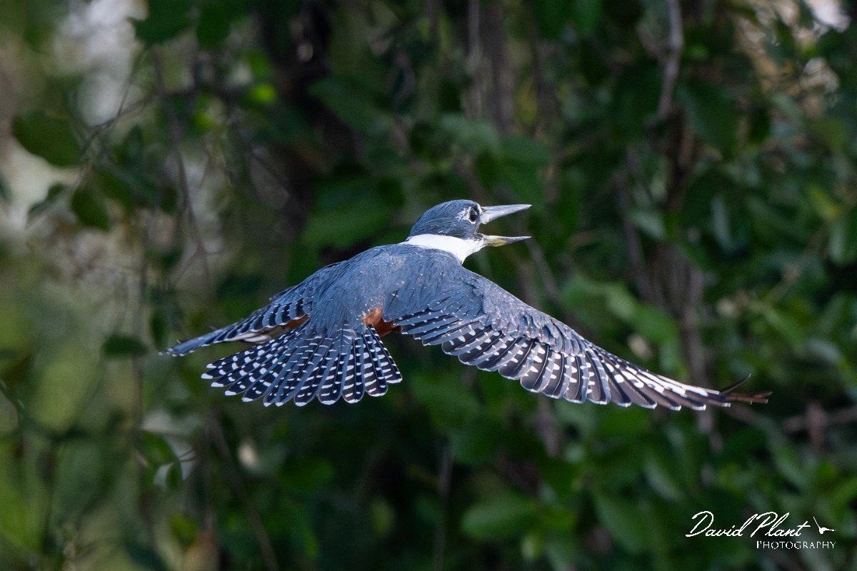DPPhotography - Pantanal - Ringed kingfisher - AO.jpg - Ringed kingfisher - Rio Sararé, Pantanal, Brazil